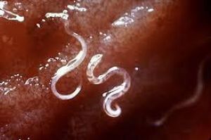 Parasiten im menschlichen Körper