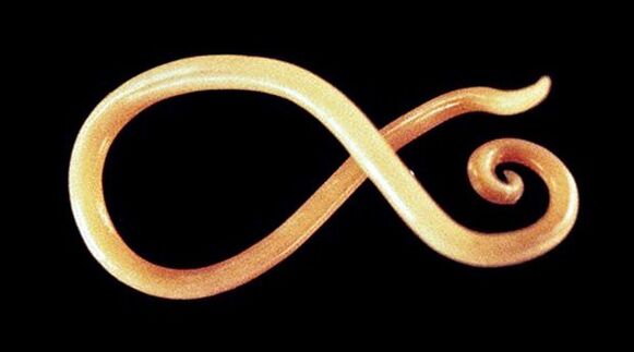 Nematodenwurm des menschlichen Körpers